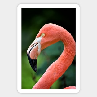 Flamingo Bird Sticker